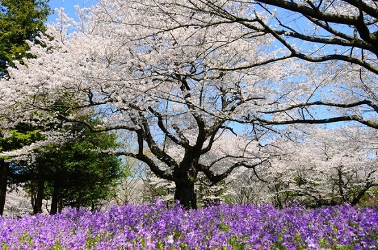 20150220-289-39-tokyo-Cherry-blossoms