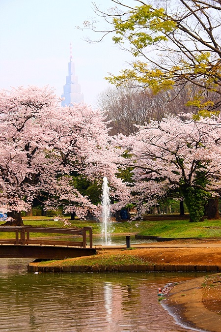 20150220-289-4-tokyo-Cherry-blossoms