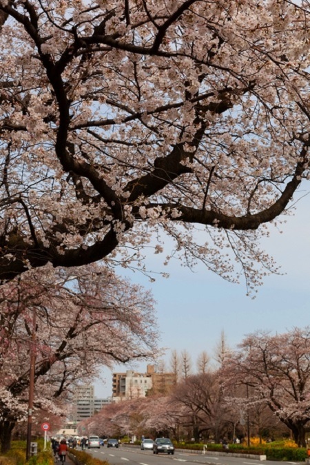 20150220-289-45-tokyo-Cherry-blossoms