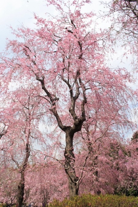 20150220-289-46-tokyo-Cherry-blossoms