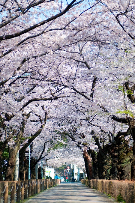 20150220-289-6-tokyo-Cherry-blossoms