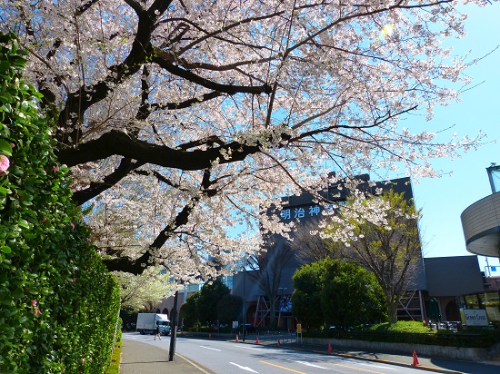 20150220-289-7-tokyo-Cherry-blossoms