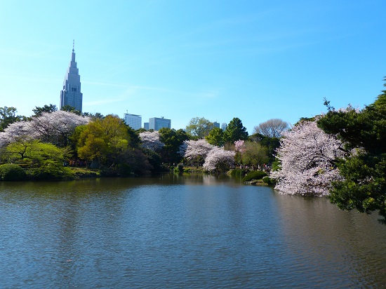 20150220-289-8-tokyo-Cherry-blossoms