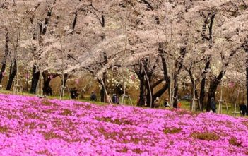 Japan’s Top 100 Cherry Blossom Spots in Kanto Region