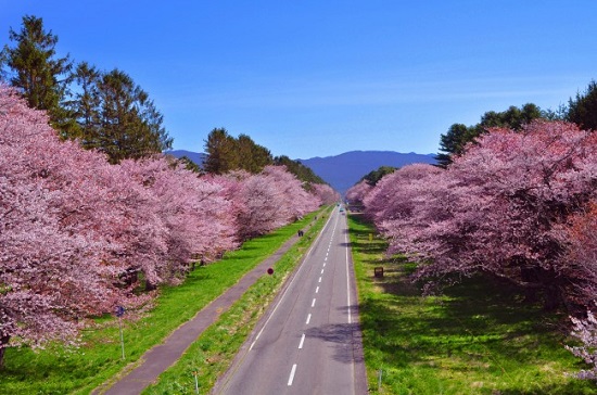 Nijyukken road (二十間道路)