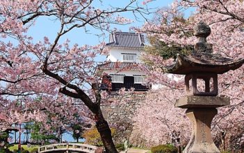 Japan’s Top 100 Cherry Blossom Spots in Okinawa and Kyushu Region