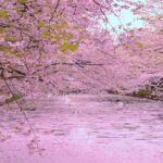 Japan’s Top 100 Cherry Blossom Spots in Hokkaido and Tohoku Region
