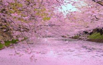 Japan’s Top 100 Cherry Blossom Spots in Hokkaido and Tohoku Region