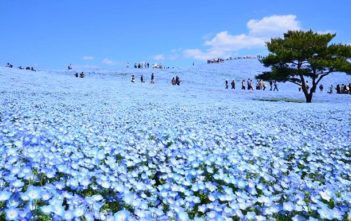 Hitachi Seaside Park – Blue world created by Nemophila is filled with the hillside as far as the eye can see.