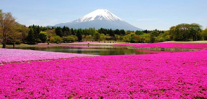 Japan A Pink Carpet Of Moss Phlox Shibazakura Creats An Artistic Beautiful Scenery Top 5 Spots To Enjoy Shibazakura